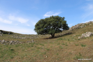 Coste santa Febronia